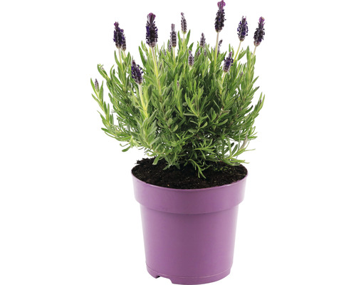Lavande papillon FloraSelf Lavandula stoechas 'Anouk' h 20-25 cm pot Ø 15 cm violet Lavande papillon FloraSelf Lavandula stoechas 'Anouk' h 20-25 cm pot Ø 15 cm violet