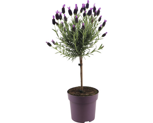 Arbuste de lavande papillon FloraSelf Lavandula stoechas 'Anouk' h 40-50 cm pot Ø 15 cm