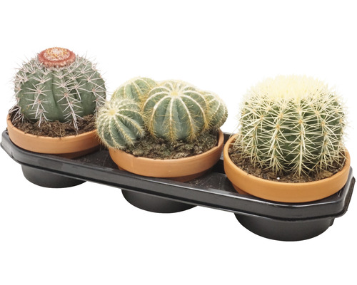 Trois cactus en pot sur un plateau noir