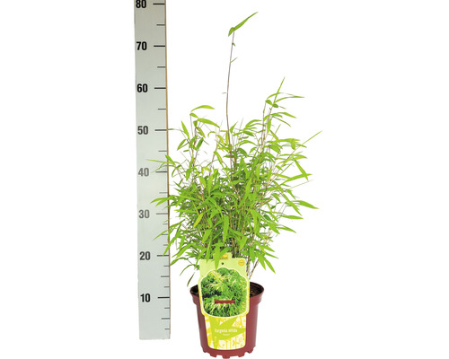Bambus Fargesia nitida im Topf mit Größenangabe