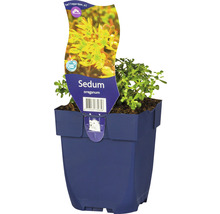 Plante de Sedum Oreganum en pot
