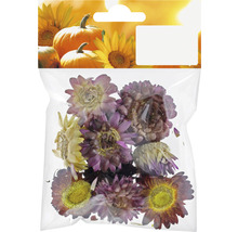 Verpackung mit Trockenblumen für Dekorationszwecke