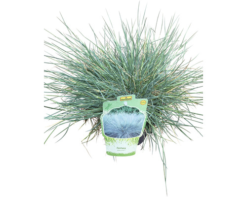 Blauschwingel im Topf