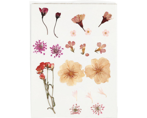 Verschiedene gepresste Blumen für Bastelarbeiten