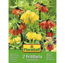 FloraSelf Kaiserkrone, 2 Blumenzwiebeln, Imperialis Mischung