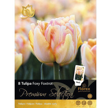 Blumenzwiebel Premium Selection Tulpe 'Foxy Foxtrot' 8 Stk
