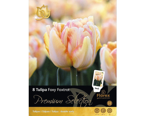 Blumenzwiebel Premium Selection Tulpe 'Foxy Foxtrot' 8 Stk