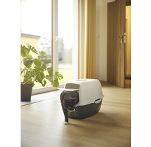 Katze verlässt Katzentoilette in einem hellen Raum