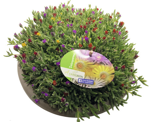 Plante de Delosperma avec des fleurs en pot