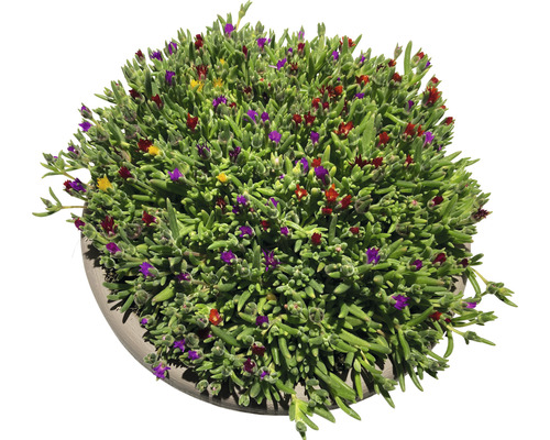 Plante succulente avec des fleurs colorées en pot