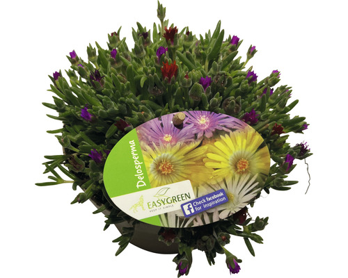 Plante de Delosperma en pot avec étiquette