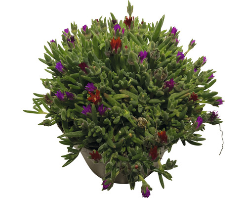 Plante Delosperma Cooperi en pot avec des fleurs rouges et violettes