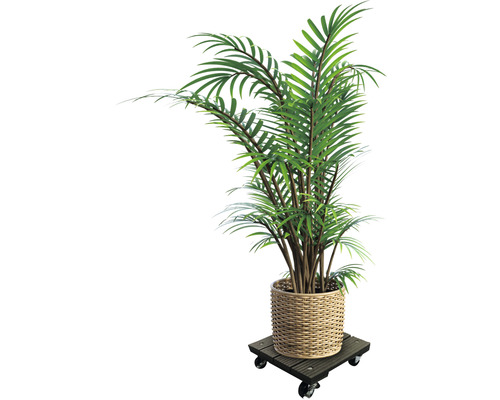 Plante d''intérieur dans un panier sur un support à roulettes pour plantes