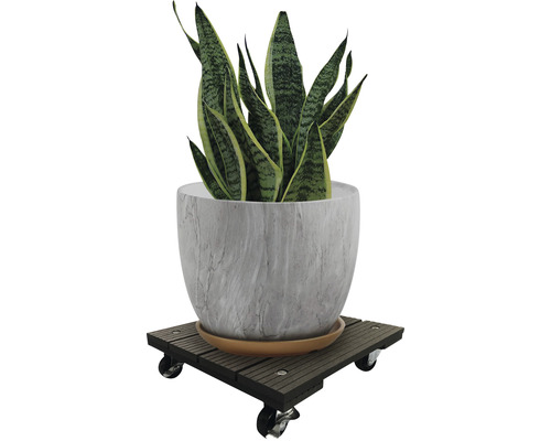 Plante d''intérieur en pot sur un support à roulettes pour plantes