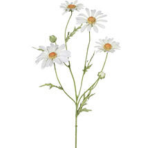 Dekorative Margeritenblüten für den Innenbereich