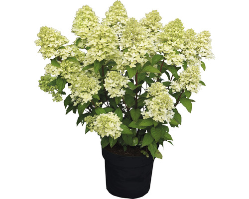 Rispenhortensie FloraSelf Hydrangea paniculata 'Magical Candle' ® H 50-60 cm Co 5 L