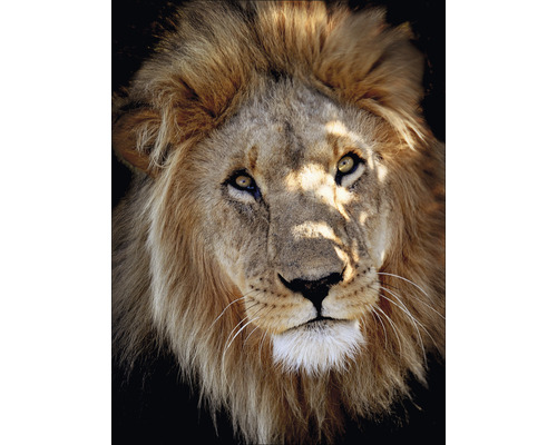 Glasbild Lion Portrait 60x80 cm