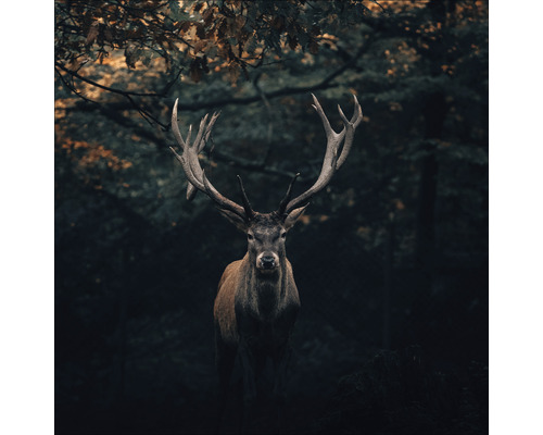 Glasbild Deer In The Dark 30x30 cm