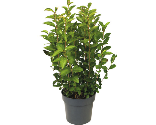 Troène à feuilles ovales FloraSelf Ligustrum ovalifolium h 60-70 cm Co 3 l