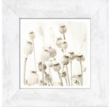 Tableau encadré Dried Poppies 44x44 cm