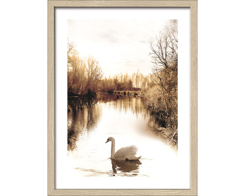 Gerahmtes Bild Lonely Swan 33x43 cm