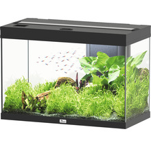 Aquarium avec plantes, pierres et poissons