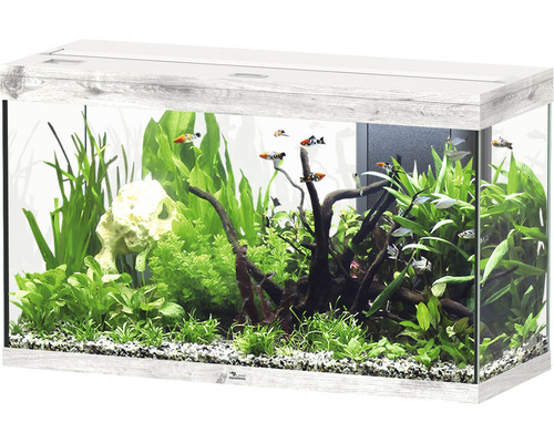 Aquarium aquatlantis Splendid 200 avec éclairage, filtre frêne blanc