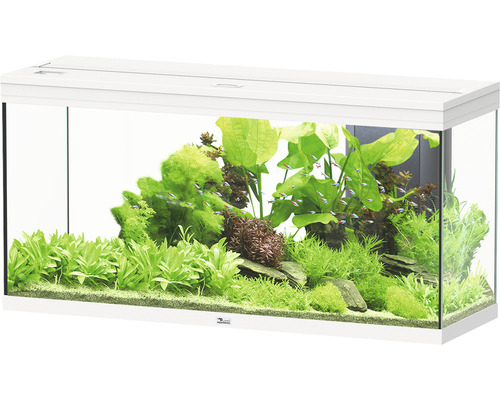 Aquarium aquatlantis Splendid 240 avec éclairage, filtre blanc