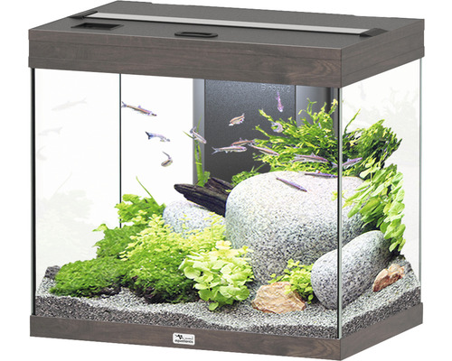 Aquarium aquatlantis Splendid 110 inkl. Beleuchtung, Filter Wildeiche dunkel Aquarium mit Fischen, Pflanzen und Steinen als Dekoration.