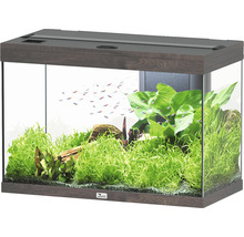 Aquarium avec plantes et poissons