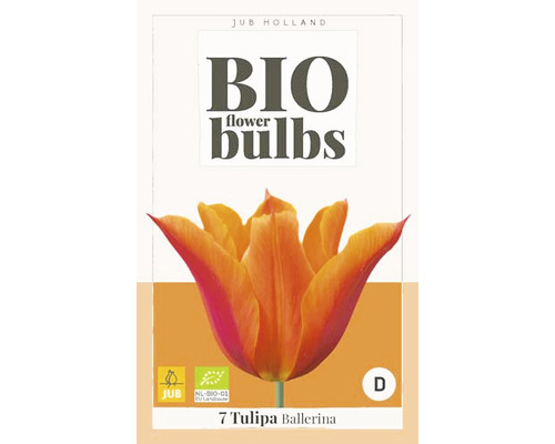 Blumenzwiebel "Bio Tulipa Ballerina" 11/+
