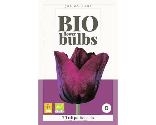 Blumenzwiebel "Bio Tulipa Ronaldo" 11/+