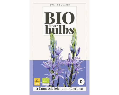 Blumenzwiebel "Bio Camassia leichtlinii Caerulea" 14/+