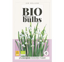 Verpackung mit drei Stück Leucojum Gravetye Giant Blumenzwiebeln aus biologischem Anbau