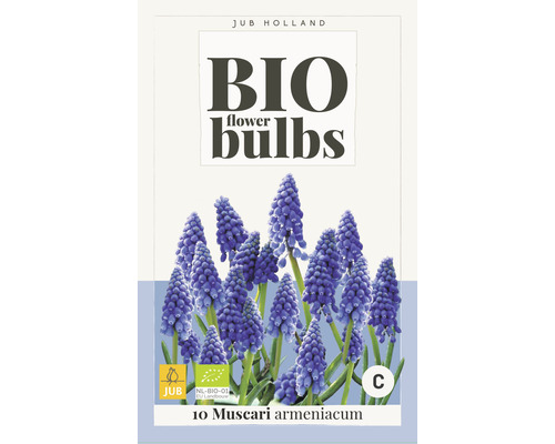 Blumenzwiebel "Bio Muscari armeniacum" 7/+