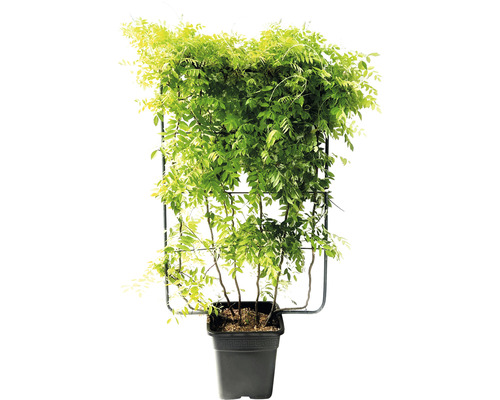 Glycine en pot avec support d''escalade