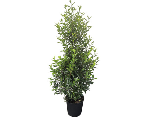 Laurier en pot avec des feuilles vertes.