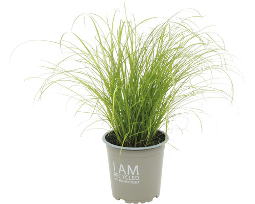 FloraSelf Bio Herbe à chat Cyperus Zumula pot de 13 cm