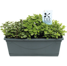 Teekräutermischung im Pflanzgefäß