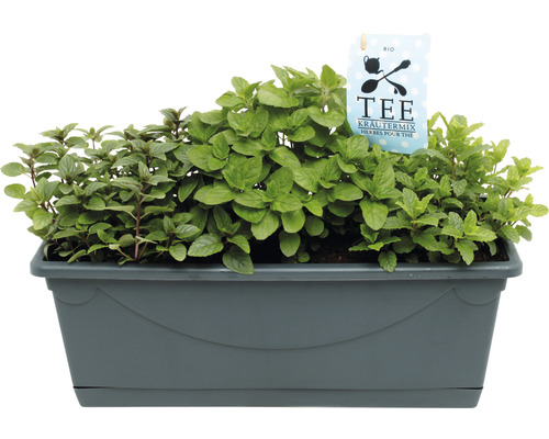 Teekräutermischung im Pflanzgefäß