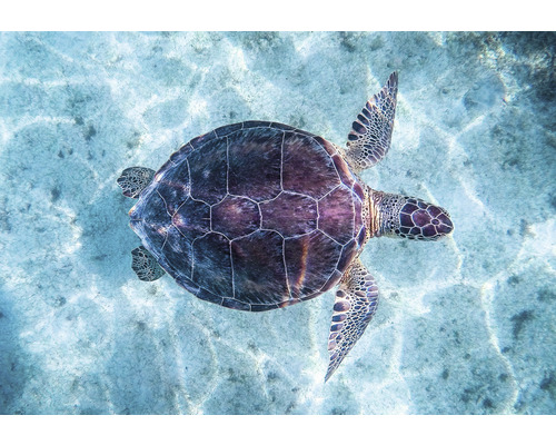 Leinwandbild Turtle in Water 80x116 cm