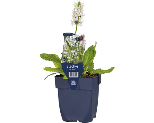 Épiaire officinale blanche FloraSelf Stachys officinalis 'Alba' h 5-20 cm Co 0,5 l Stachys off. Alba plante en pot