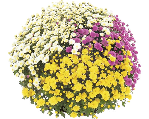 Chrysanthème boule avec fleurs de chrysanthème