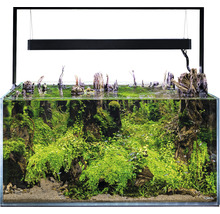 Aquarium avec plantes, pierres et éclairage