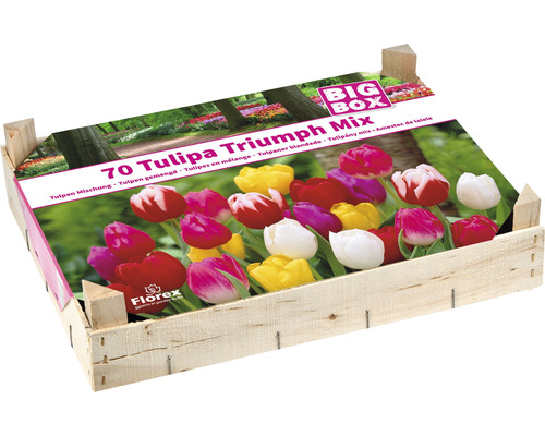 Blumenzwiebel-Holzkiste Tulpen 'Triumph Mix' 70 Stk