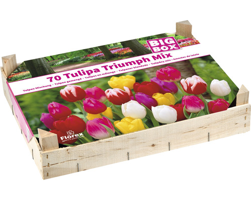 Blumenzwiebel-Holzkiste Tulpen 'Triumph Mix' 70 Stk Blumenzwiebel-Holzkiste Tulpen 'Triumph Mix' 70 Stk