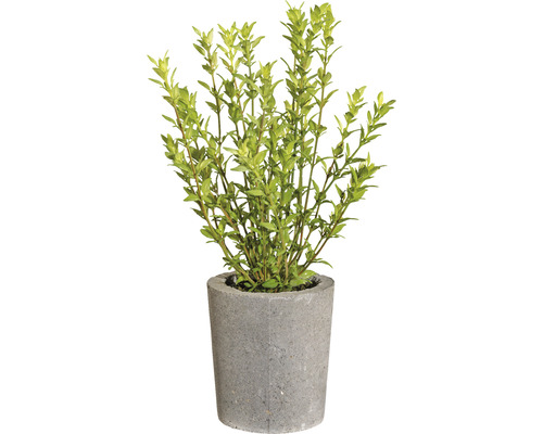 Plante artificielle thym dans un pot en ciment Ø 15 h 30 cm vert
