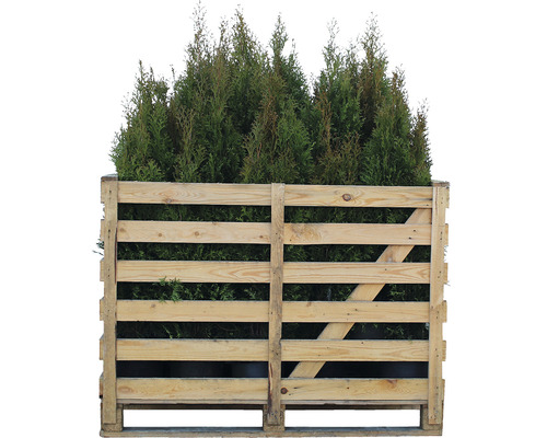 Thuja Smaragd CO5 H80-100 Palette (36 Stk)