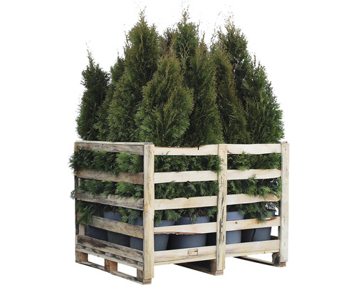 Thuja Smaragd CO12 H125-150 palette (16 pces)