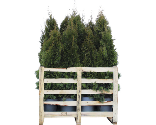 Palette mit Thuja Pflanzen in Töpfen.